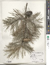 Pinus echinata image