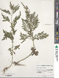 Ambrosia artemisiifolia image