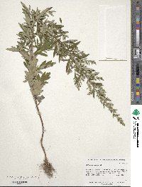 Artemisia vulgaris image