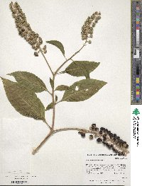 Phytolacca americana image