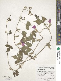 Ipomoea hederacea image