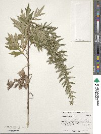 Artemisia vulgaris image