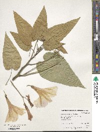 Ipomoea carnea image