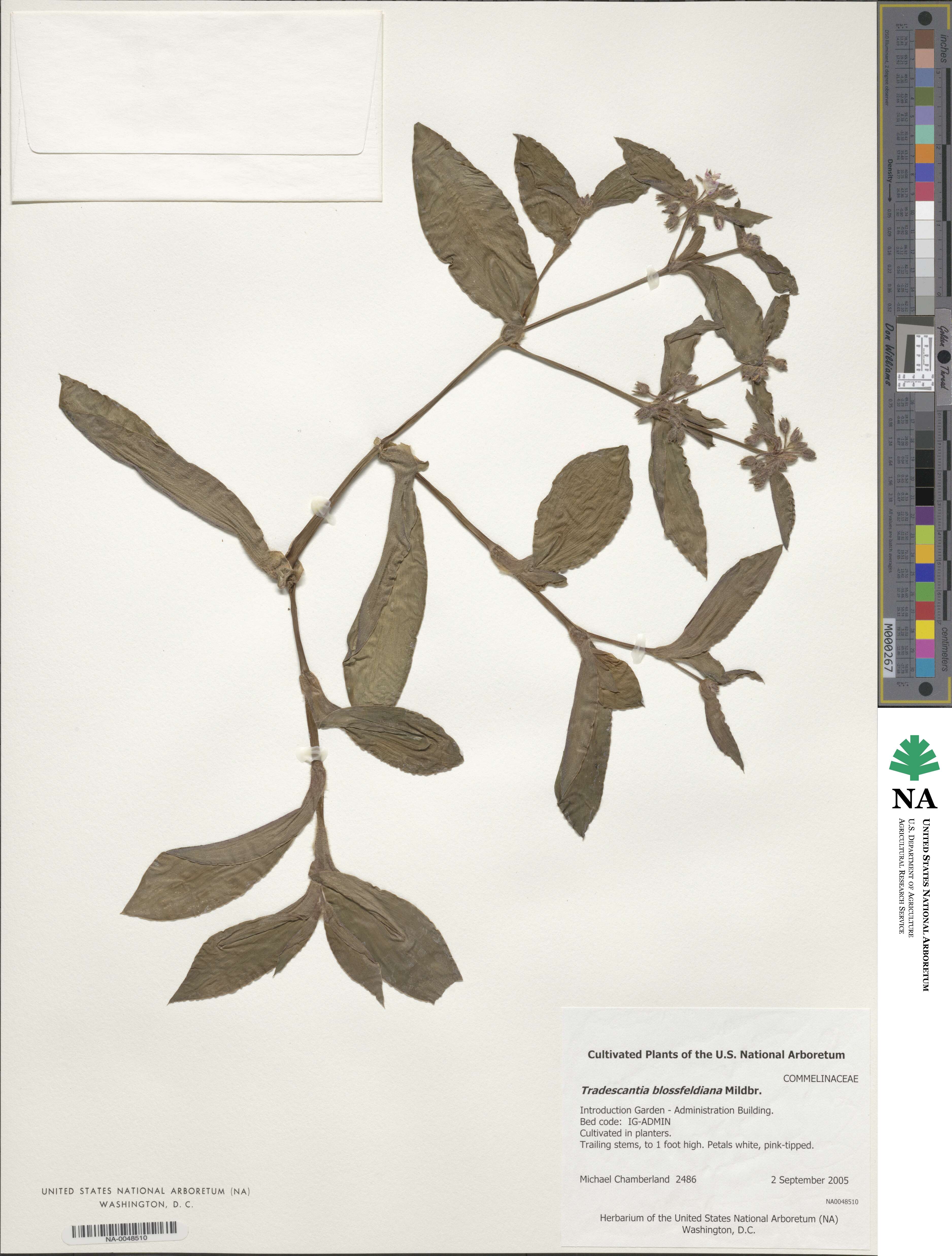 Tradescantia cerinthoides image