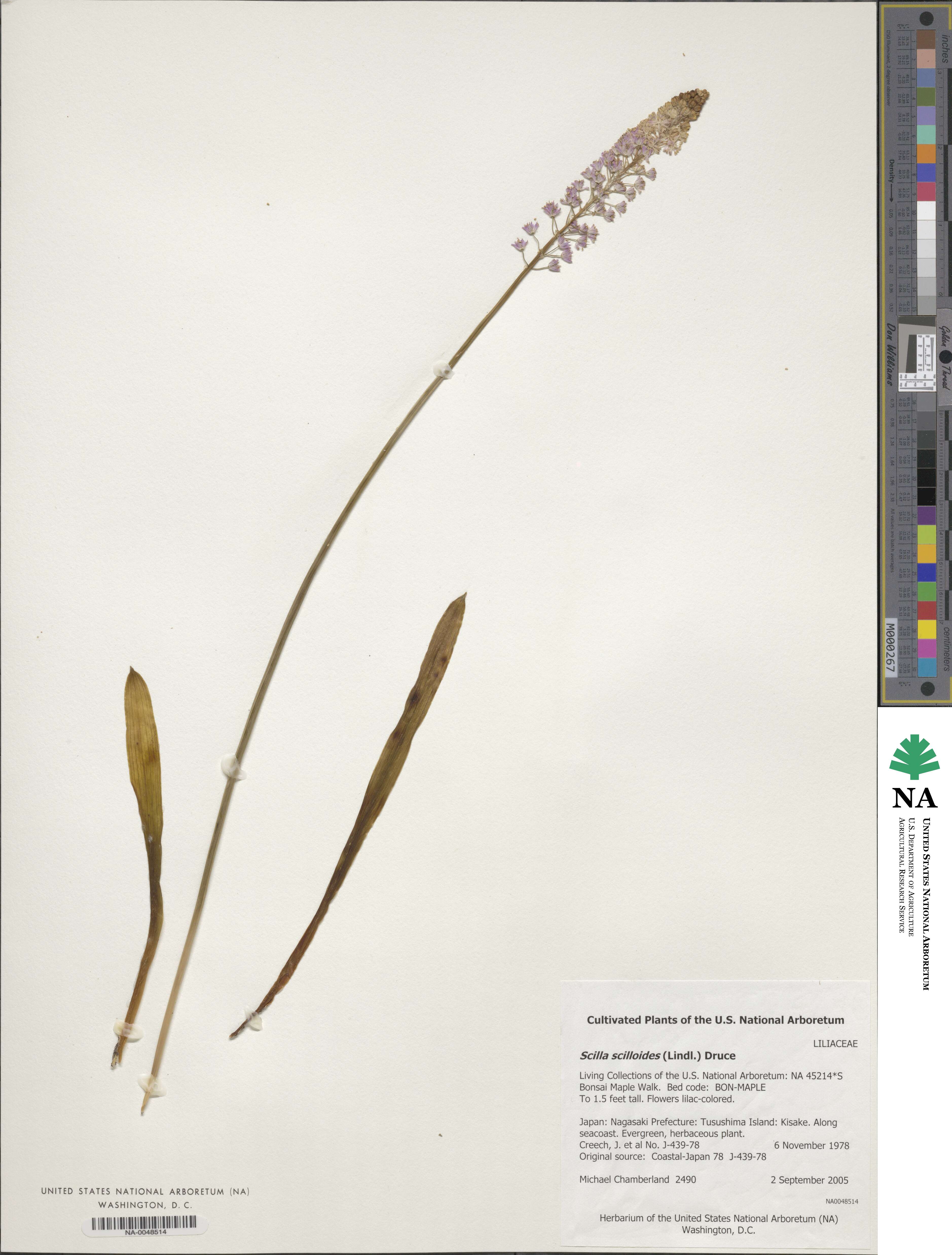 Barnardia japonica var. japonica image