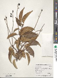 Prunus lusitanica image