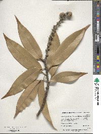 Lithocarpus henryi image