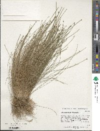 Eleocharis obtusa image