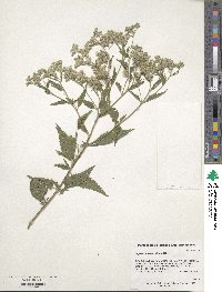 Eupatorium serotinum image