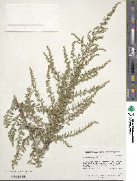 Artemisia vulgaris image