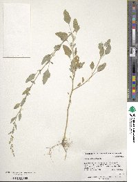 Chenopodium album image