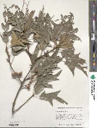 Quercus falcata image