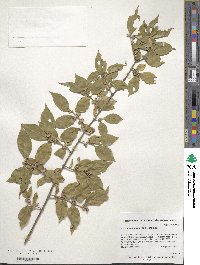 Lonicera maackii image