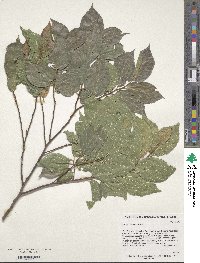 Celtis sinensis image