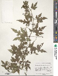 Ampelopsis glandulosa var. brevipedunculata image