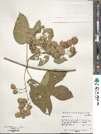 Humulus lupulus image