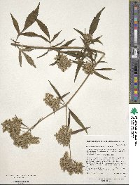 Patrinia scabiosifolia image