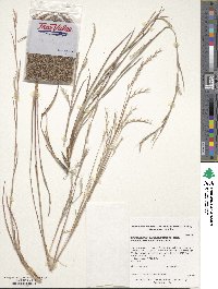 Schizachyrium scoparium image