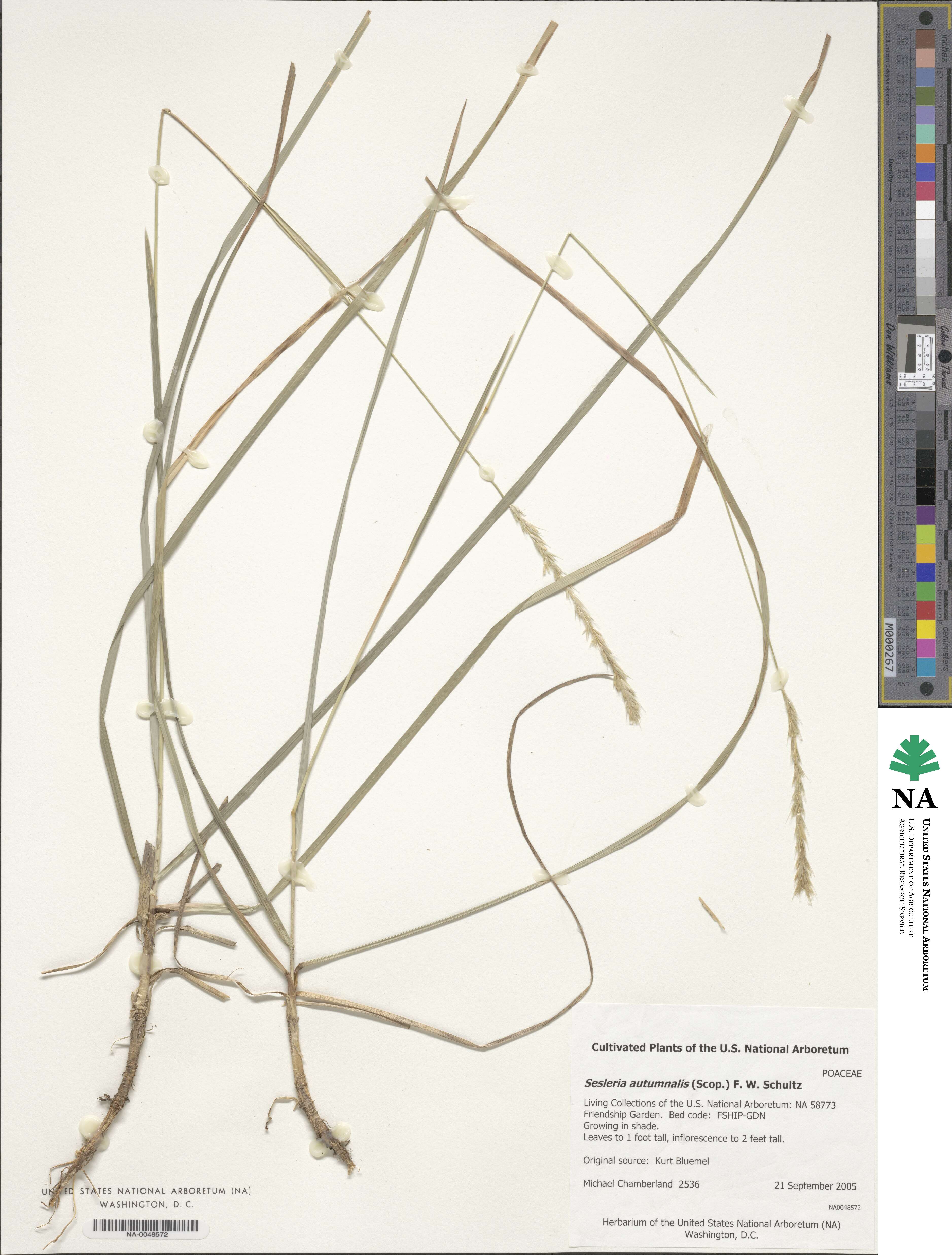 Sesleria autumnalis image