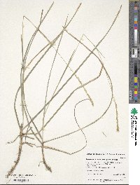 Image of Sesleria autumnalis