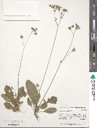 Youngia japonica image