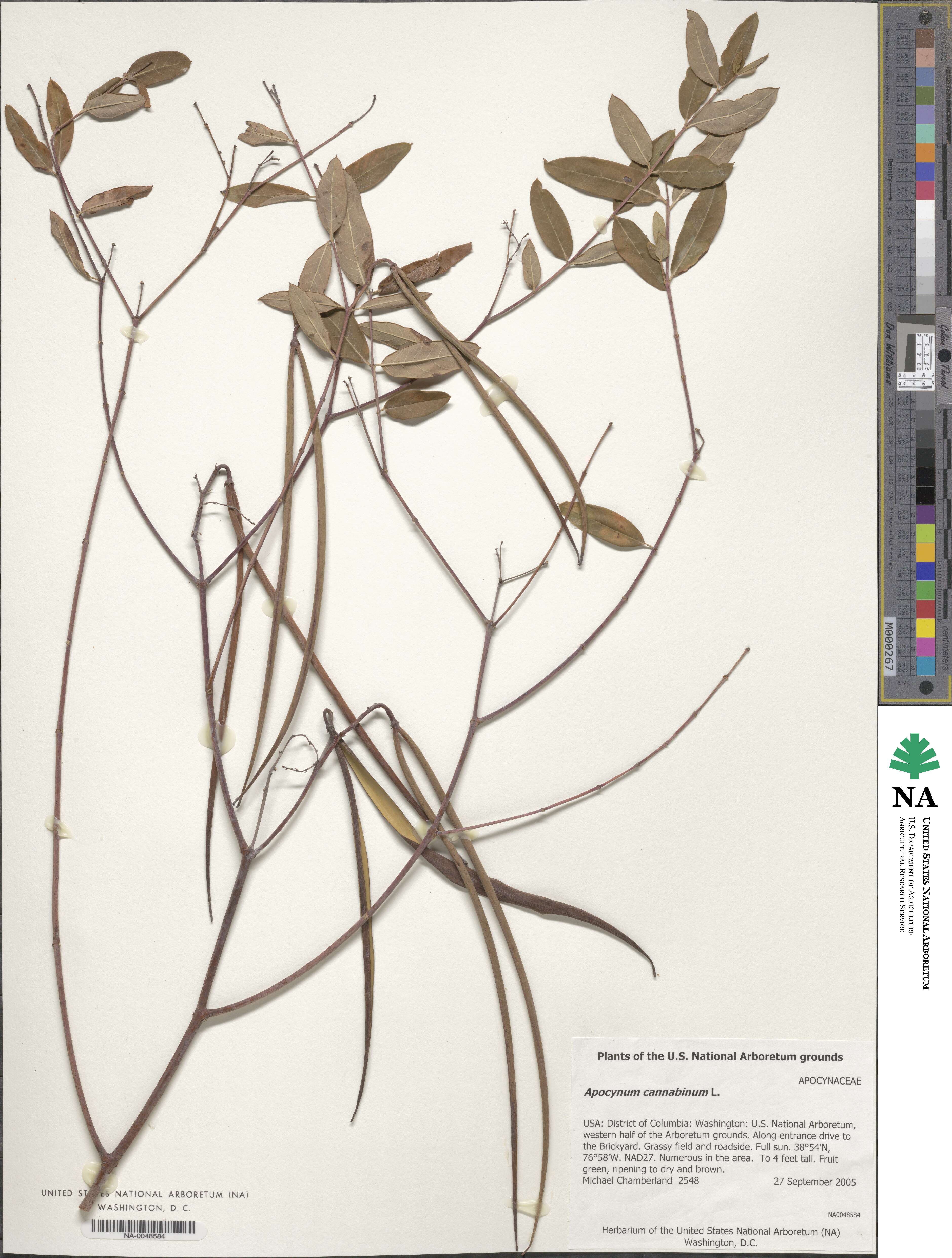 Apocynum cannabinum image