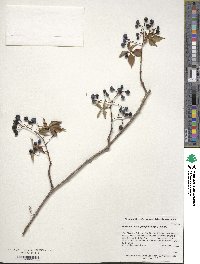 Parthenocissus quinquefolia image