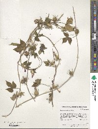 Ipomoea hederacea image