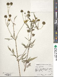 Bidens polylepis image