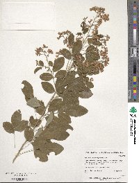 Lespedeza homoloba image