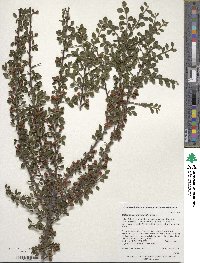 Cotoneaster horizontalis image