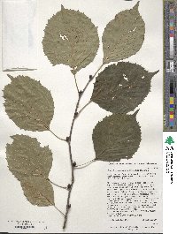 Euptelea pleiosperma image