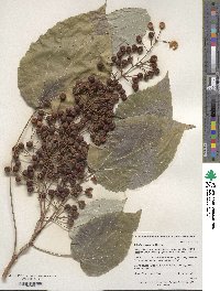 Idesia polycarpa image