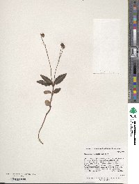 Chimaphila maculata image