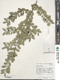 Ilex crenata image