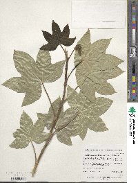 Image of ×fatshedera lizei