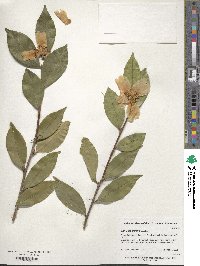 Camellia oleifera image