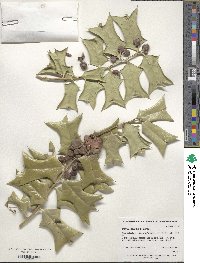 Ilex cornuta image