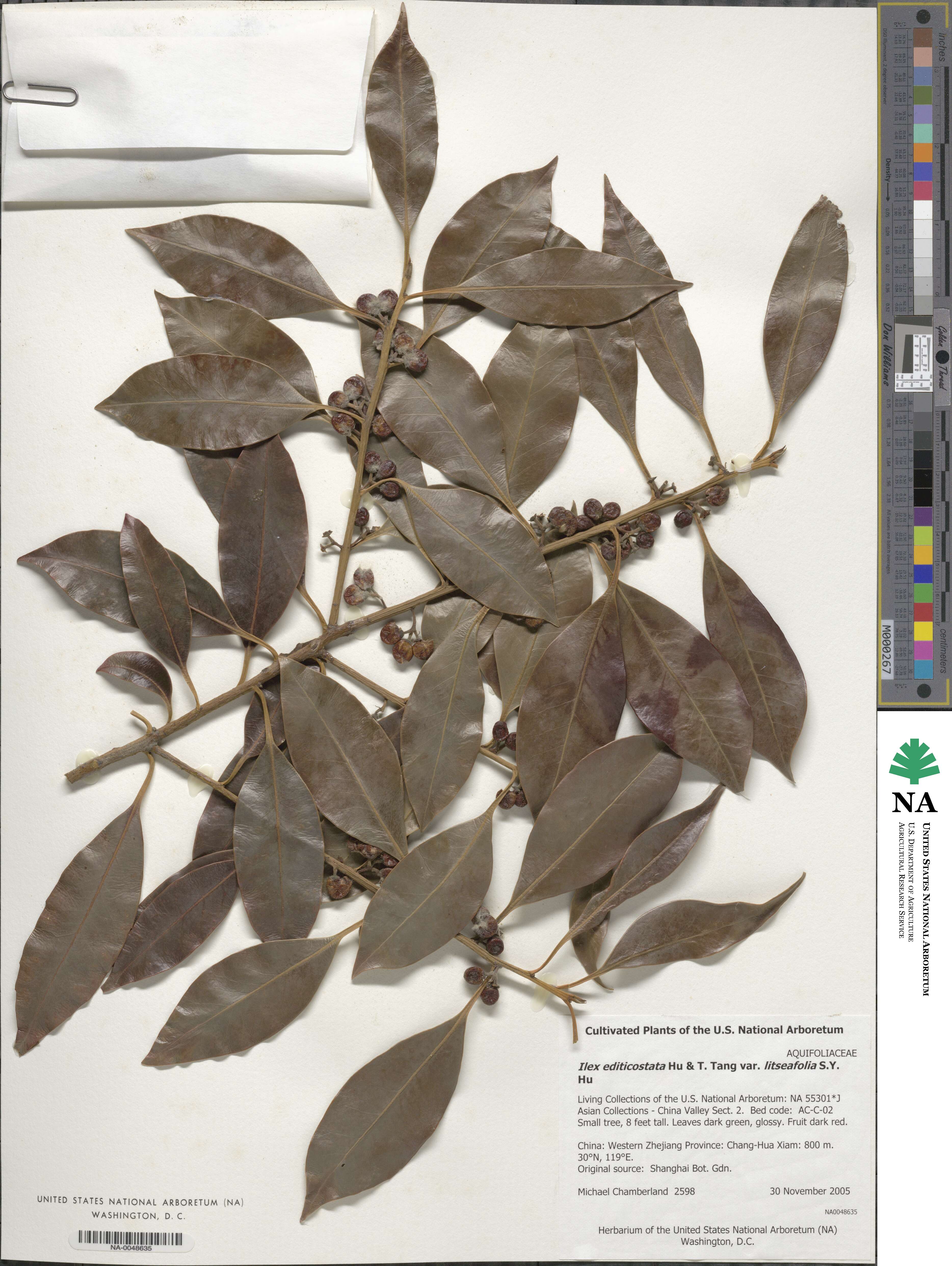 Ilex editicostata var. litseifolia image