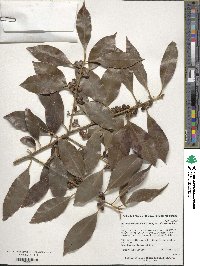 Ilex editicostata image