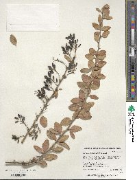 Berberis leptoclada image