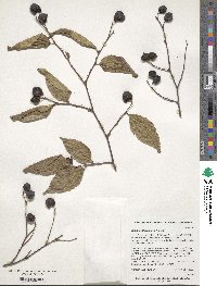 Aphananthe aspera image