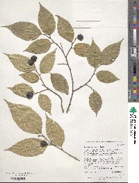 Aphananthe aspera image