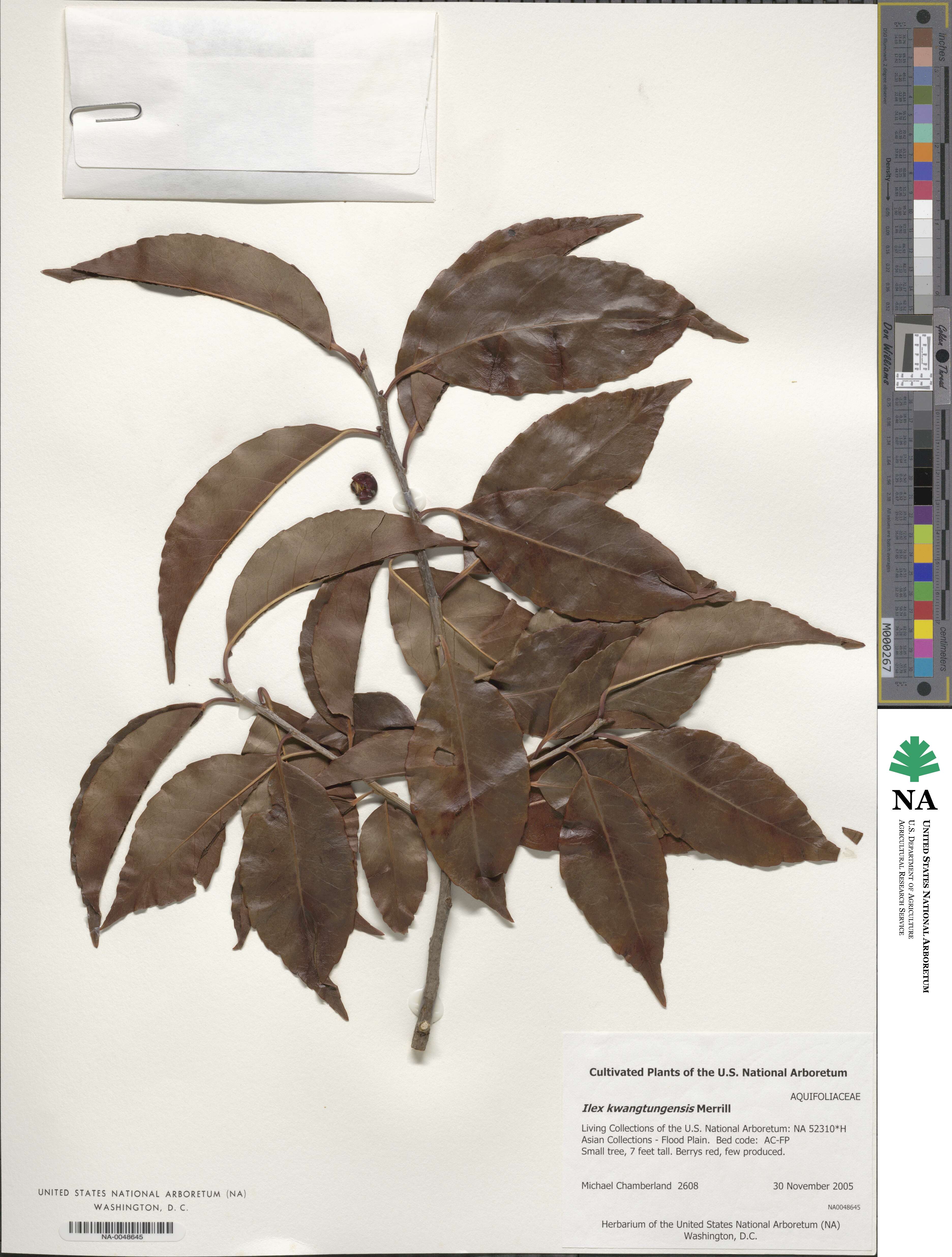 Ilex kwangtungensis image