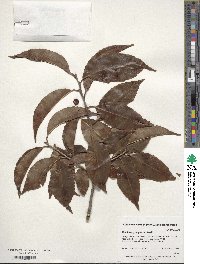 Ilex kwangtungensis image