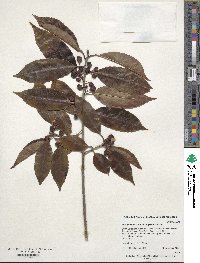 Ilex chinensis image