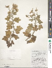 Chrysanthemum zawadskii image