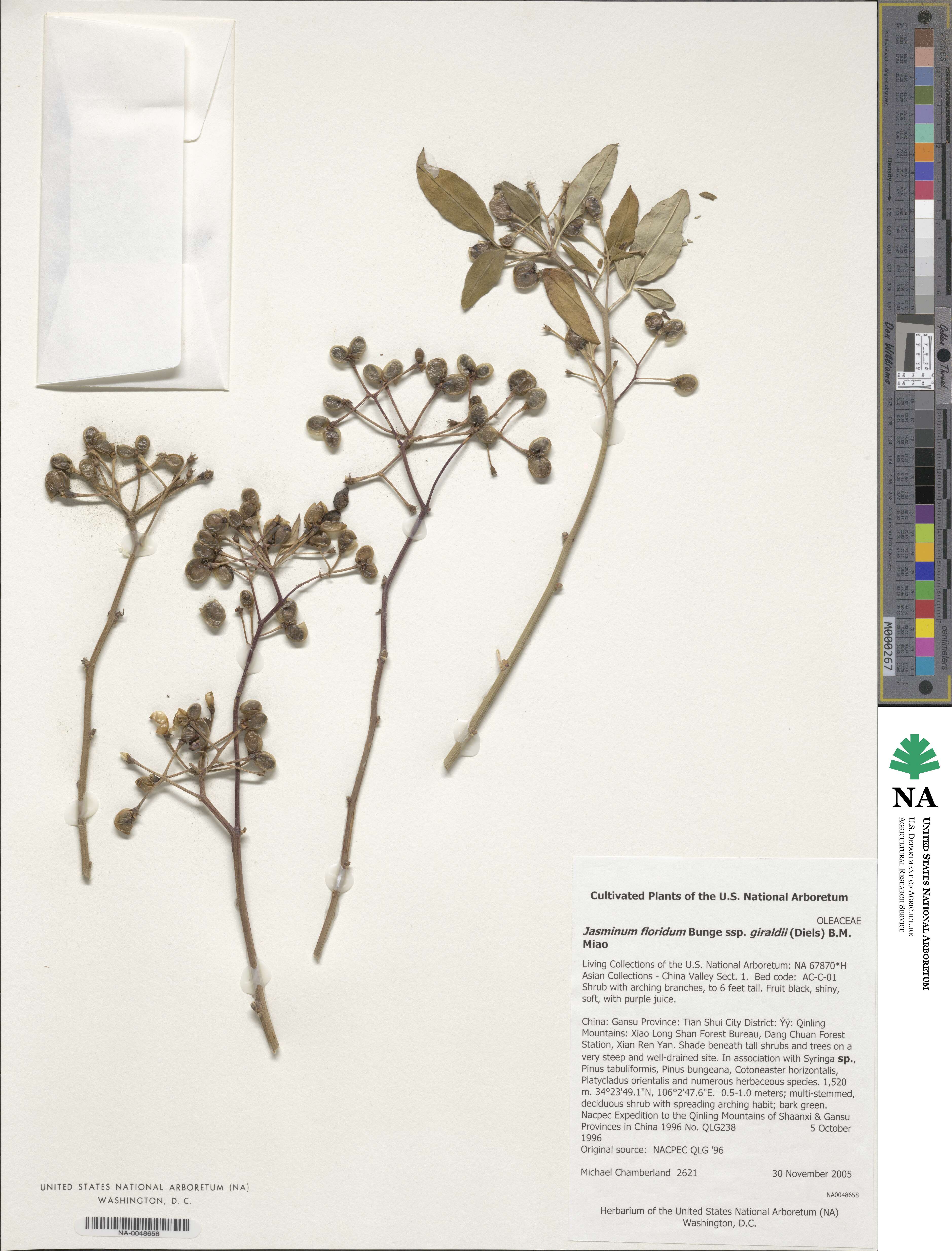 Chrysojasminum floridum image