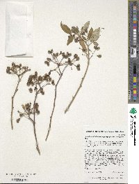 Chrysojasminum floridum image