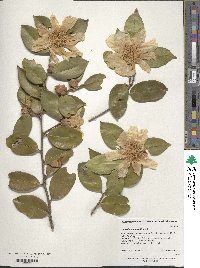 Camellia oleifera image